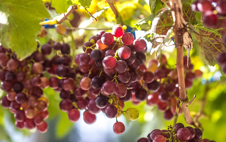 La Junta Invierte 2,5 Millones de Euros en Ayudas para la Reconversión y Reestructuración del Viñedo