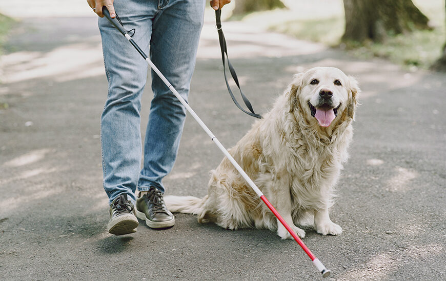 Lanzamiento de la Aplicación del Registro de Perros de Asistencia en Andalucía: Un Paso Adelante en la Gestión y Accesibilidad