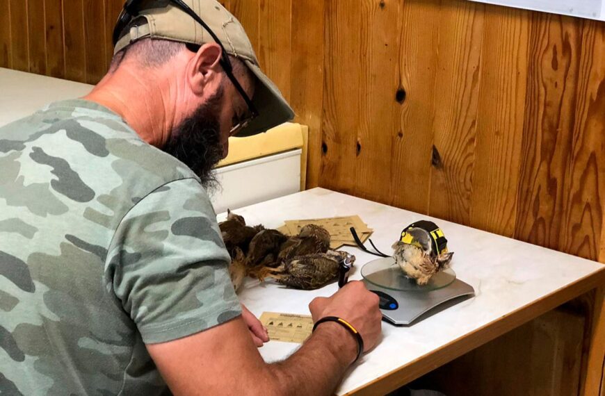 Limitaciones científicas en la restricción europea de la caza de la codorniz, según la Federación Andaluza de Caza