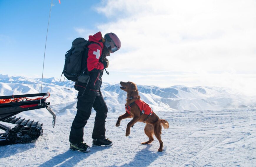 Nulo se Asocia con IskayPet para Revolucionar la Nutrición Premium para Mascotas en España