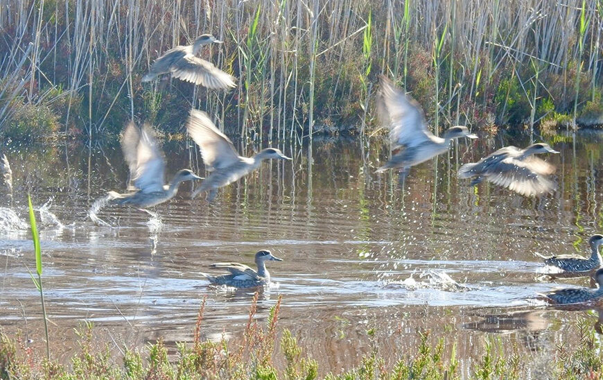 Refuerzo de Cerceta Pardilla en Almería: Sostenibilidad Libera 24 Ejemplares