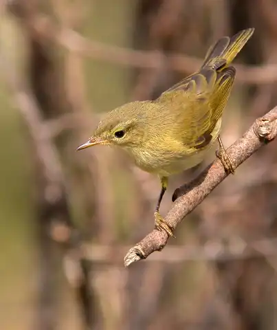 Mosquitero ibérico