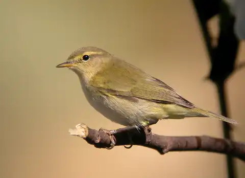 Mosquitero ibérico
