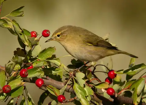 Mosquitero Ibérico