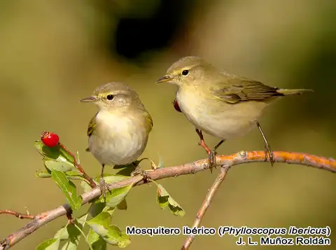 Etapa 31. Mosquitero ibérico 7