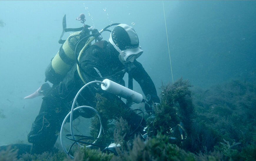Innovador Sistema Andaluz para Monitorizar Cetáceos en el Estrecho mediante Silbidos