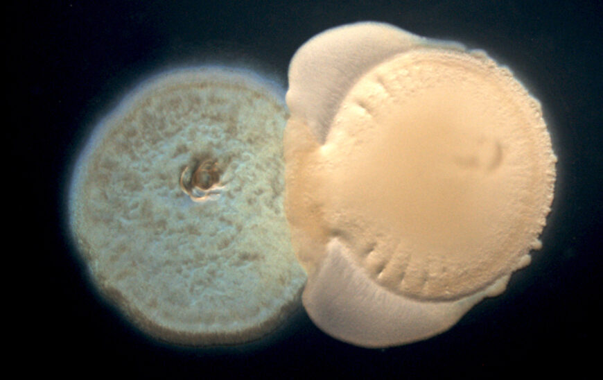 Interacción de Bacterias del Suelo: Clave para el Crecimiento Optimizado de los Cultivos