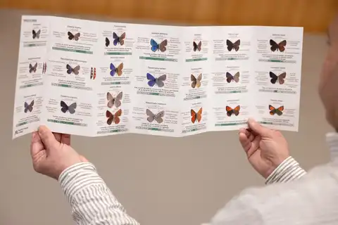 31032026 Guia mariposas Diputacion 01