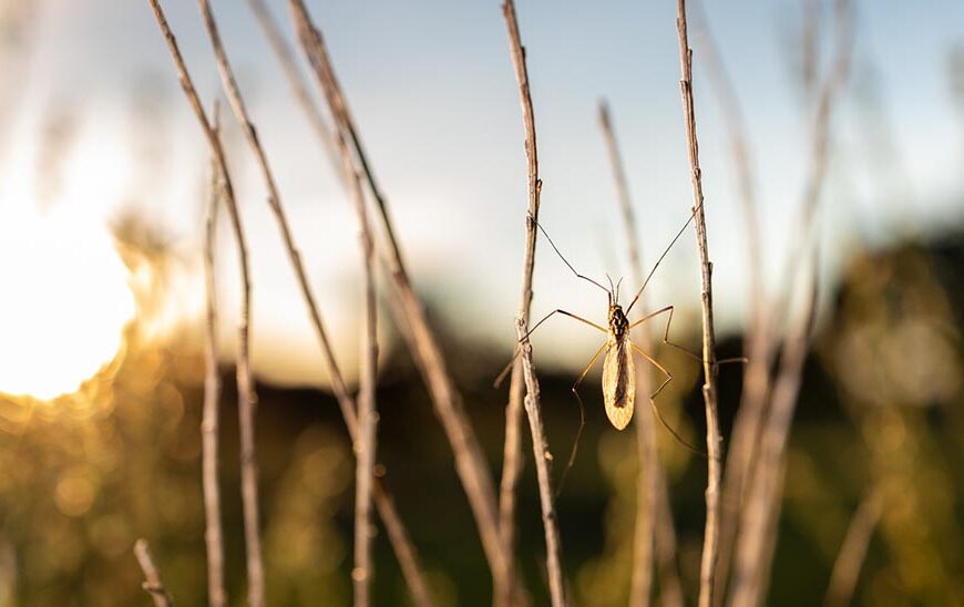 Salud Pública Emite Advertencia sobre el Riesgo de Picaduras de Mosquitos y Garrapatas en Ferias y Romerías