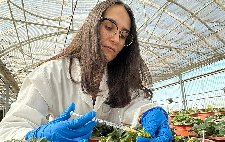 Inteligencia Artificial Andaluza Potencia el Sabor y Aroma de la Fresa Ante el Cambio Climático