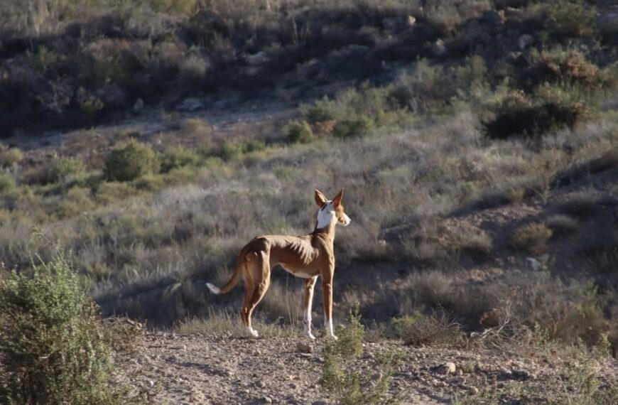 Los cazadores andaluces se presentan como acusación contra los condenados por ahorcar un podenco en Almogía