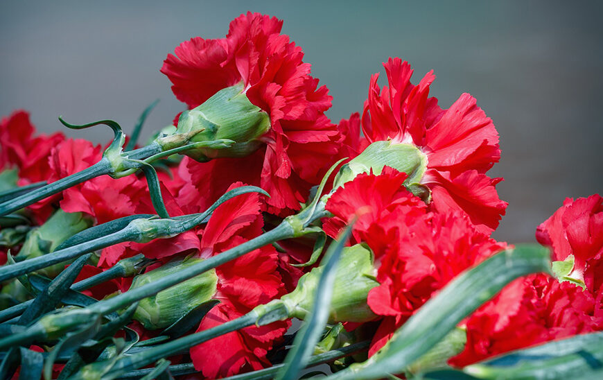Más de Mil Hectáreas en Andalucía Dedicadas al Cultivo de Flor Cortada y Planta Ornamental