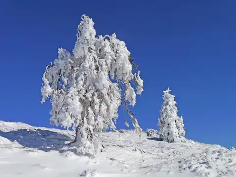 Topoguía GR 243. Sierra de las Nieves. Pagina 20. Quejigo de montaña y joven pinsapo en la meseta de Quejigales