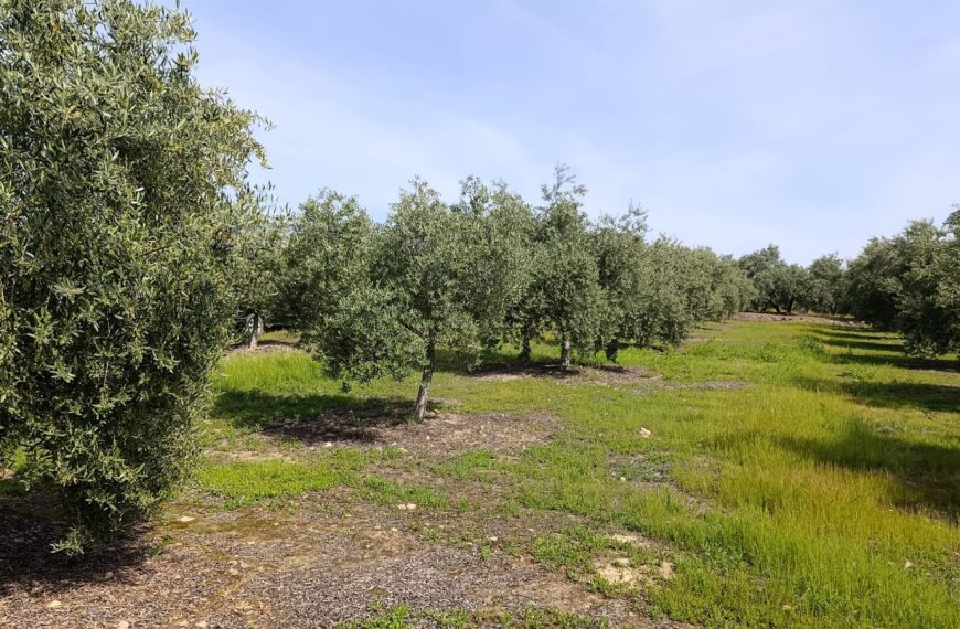 Cubiertas Vegetales y Energías Limpias: Estrategias para Aumentar Rentabilidad y Sostenibilidad