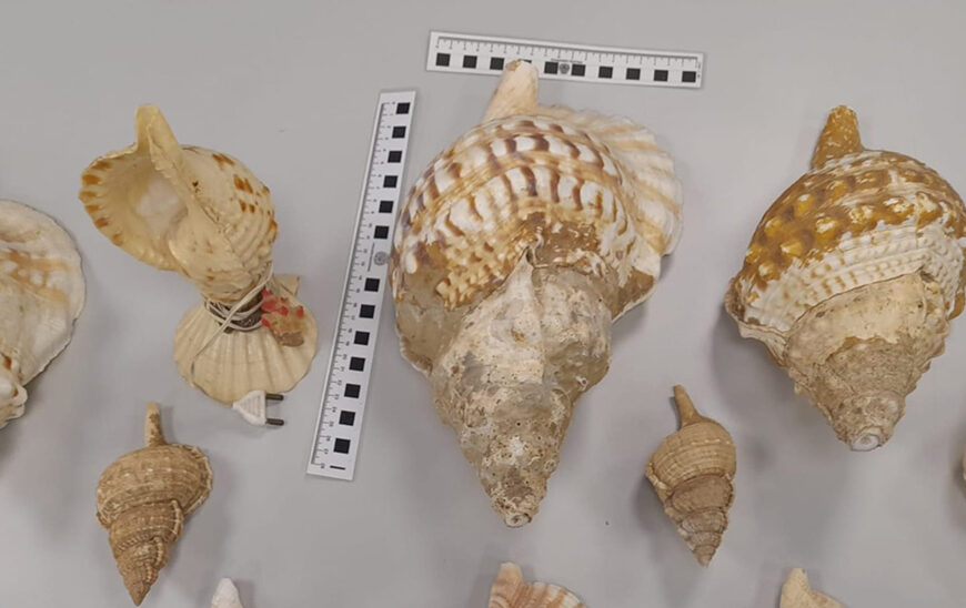 Intervención de la Policía: 12 Caracolas en Peligro de Extinción Rescatadas