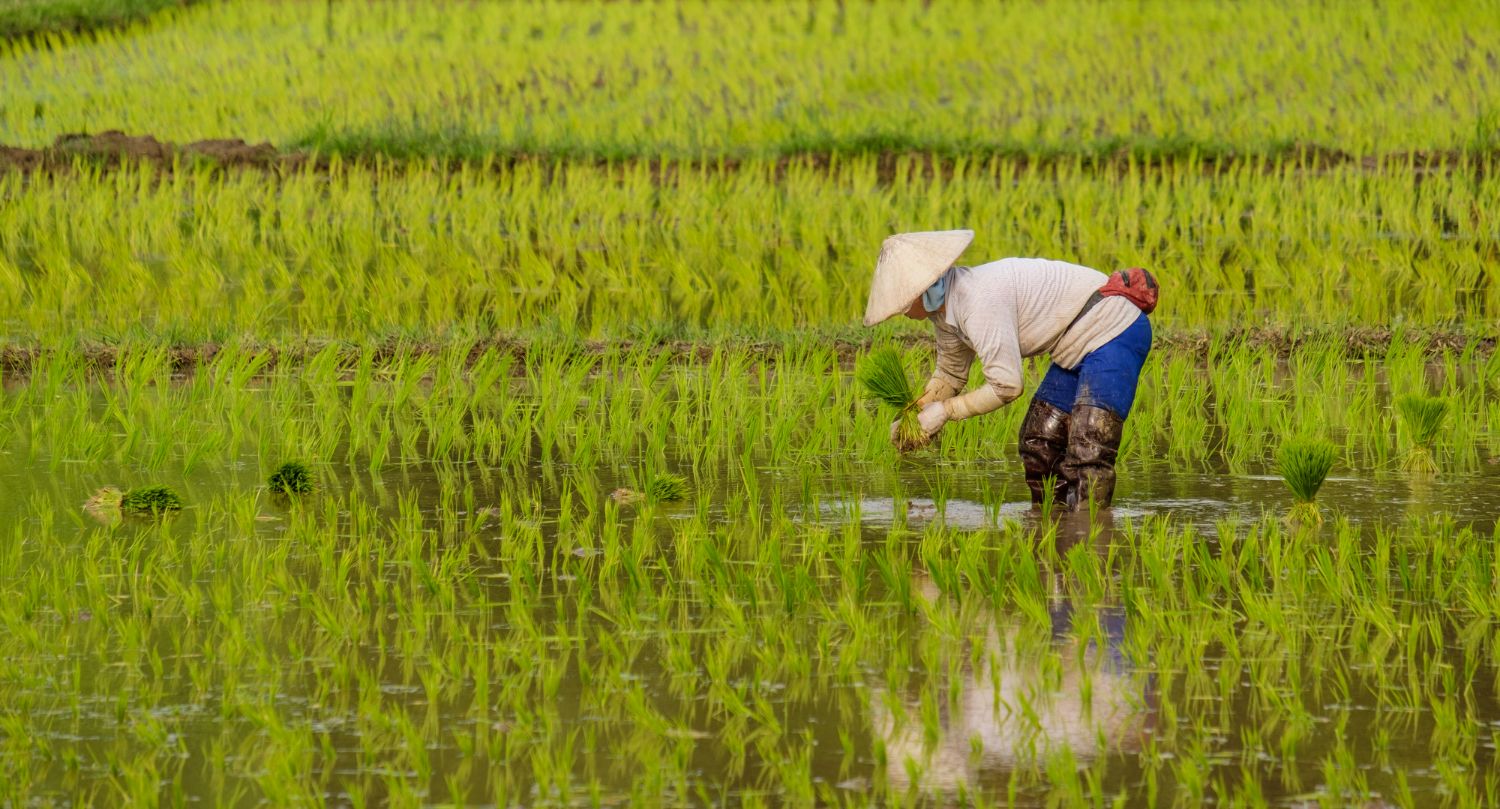 La Invasión del Arroz Foráneo: Desafíos para la Tradición de la Paella en Europa 1 Sergio Ramirez chef