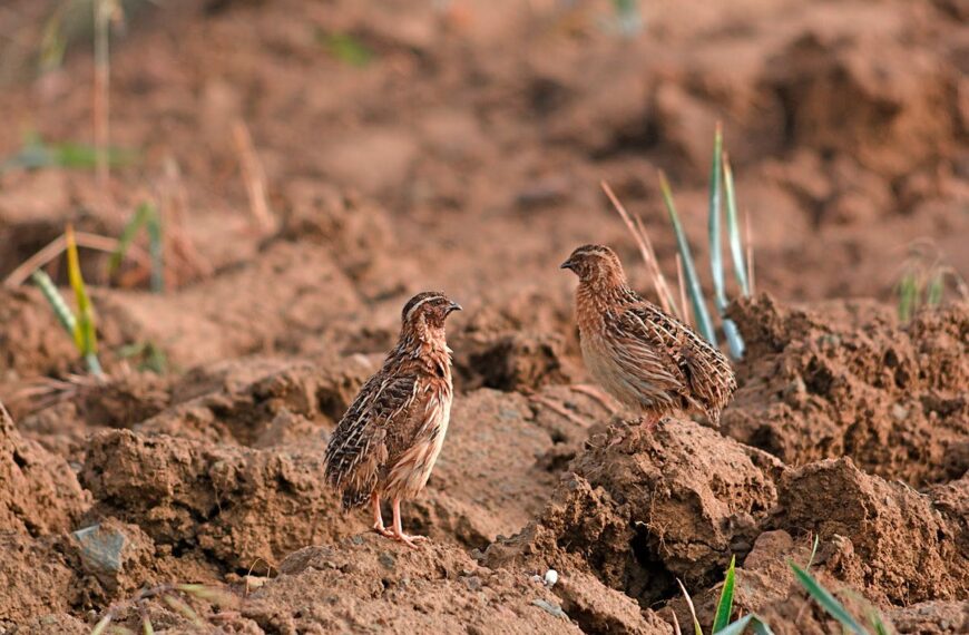 "Los Cazadores Españoles Realizarán Nuevos Censos Simultáneos de Codorniz en el Segundo 'Coturnix Challenge'" – Federación Andaluza de Caza