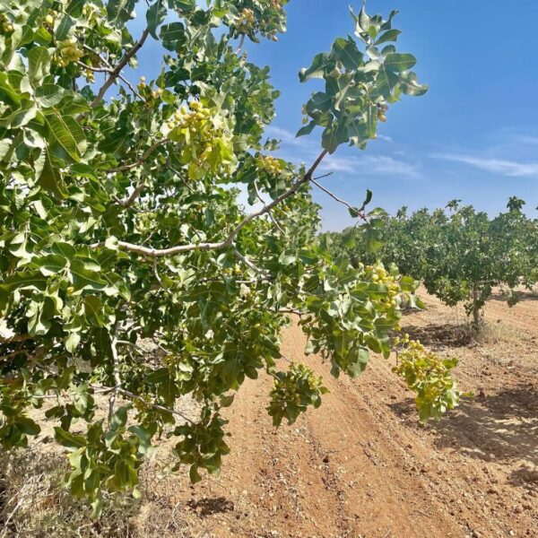 Financiación Tradicional: Los Desafíos del Olivar, el Almendro y el Pistacho