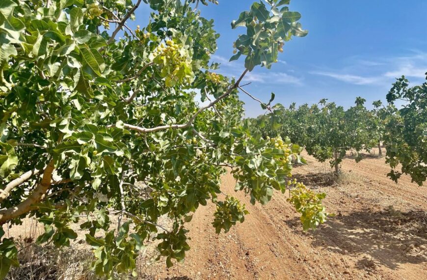Financiación Tradicional: Los Desafíos del Olivar, el Almendro y el Pistacho