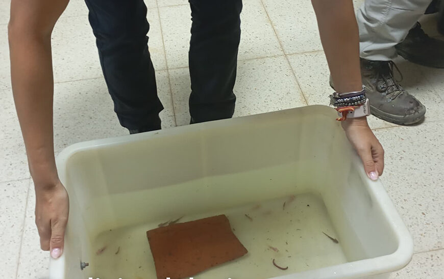 Recuperación de 29 Ajolotes Comercializados Ilegalmente por la Policía Nacional en Granada