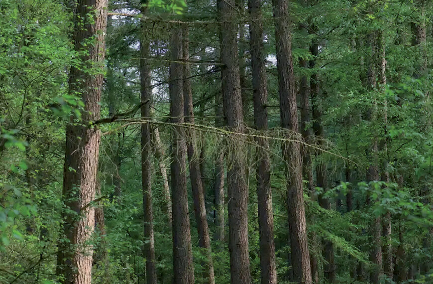 Desde el Bosque al Papel: La Cadena de Valor que Comienza con la Gestión Forestal