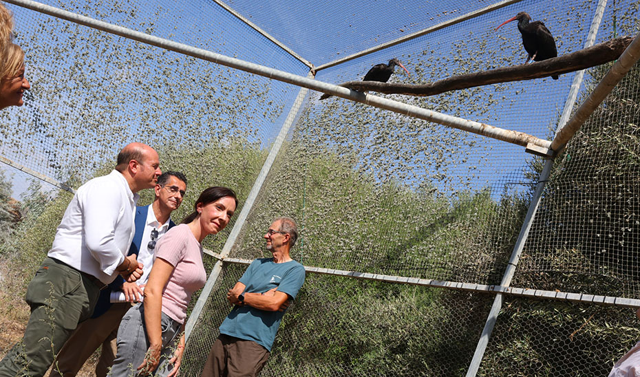 Bienvenida a Cádiz: 15 Ibis Eremitas Arriban tras Migración Guiada de 2.500 km desde Alemania 1 Bienvenida a Cádiz: 15 Ibis Eremitas Arriban tras Migración Guiada de 2.500 km desde Alemania